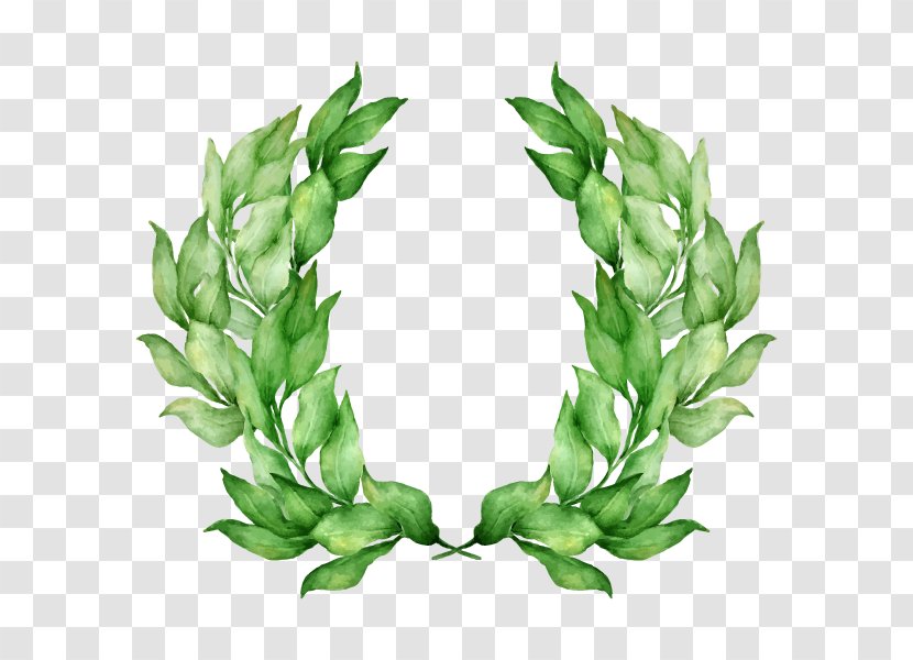 Laurel Wreath Drawing Watercolor Painting Vector Graphics - Floral Design - Tears Of A Tiger Transparent PNG