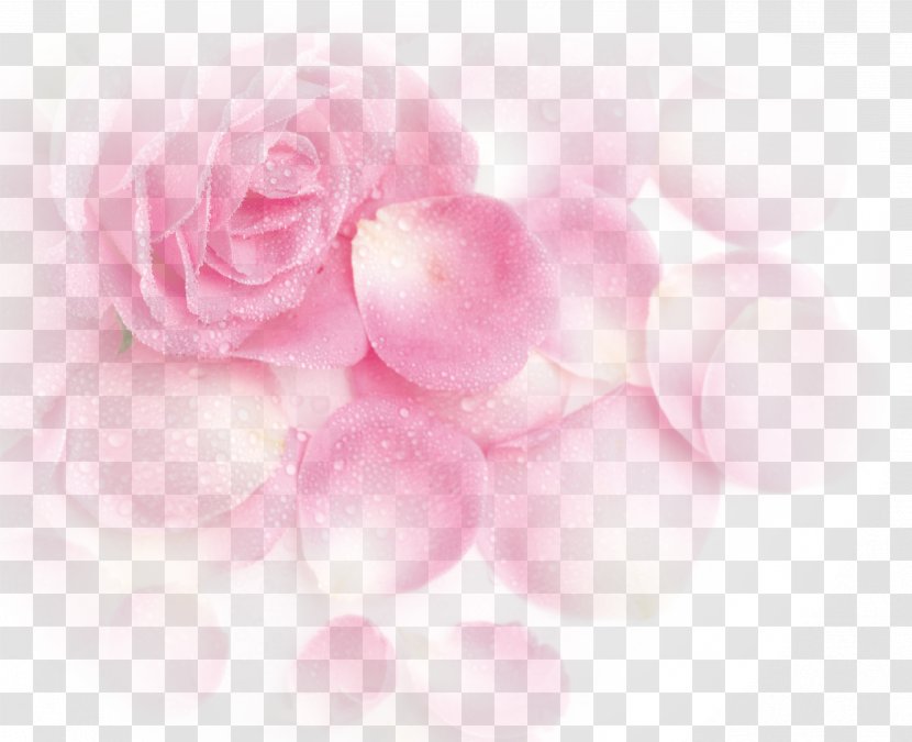 Garden Roses Beach Rose Pink Petal - Heart - Dream Flower Petals Transparent PNG