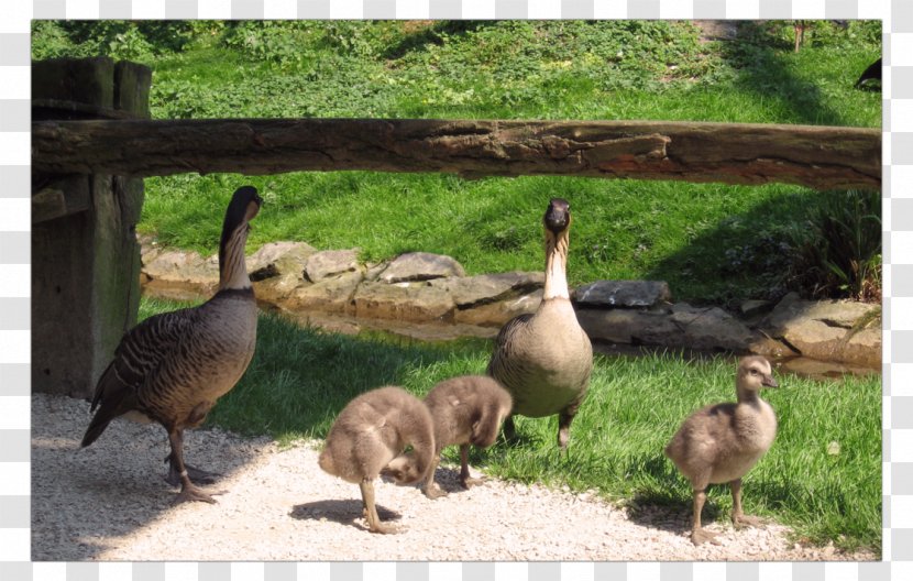 Duck Goose Fauna Ecosystem Wildlife - Poultry Transparent PNG