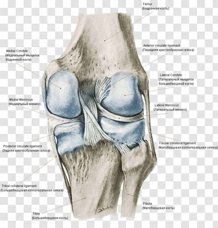 Atlas Of Human Anatomy Knee Bone Joint - Tree Transparent PNG