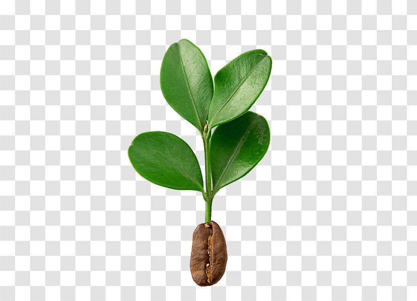 Coffee Bean Coffea - Raster Graphics - Beans On The Tree Picture Material Transparent PNG