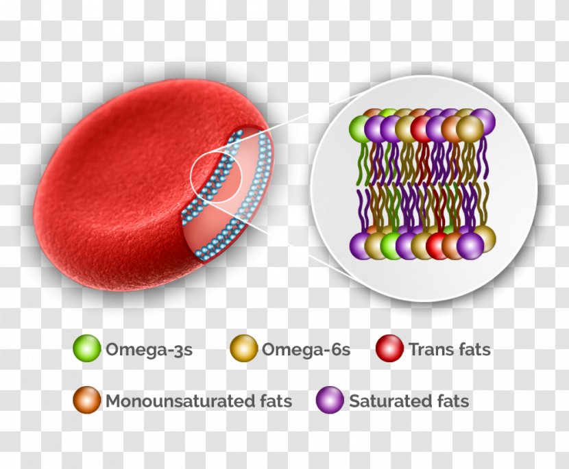 Molecular Biology Of The Cell Red Blood - Agranulocyte Transparent PNG