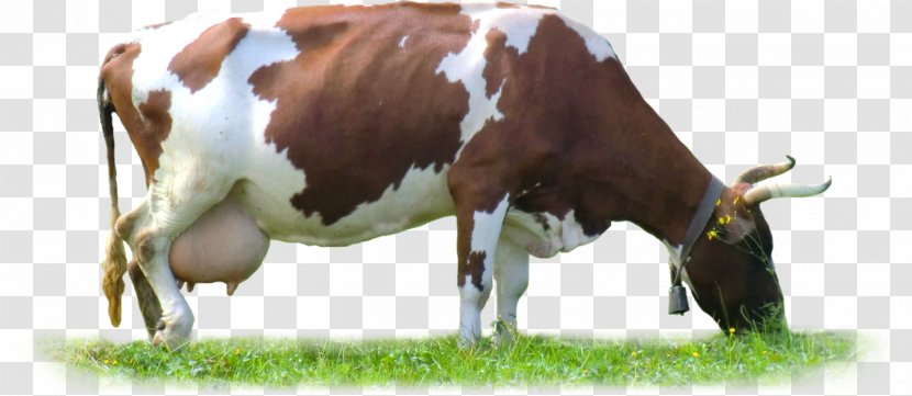 Dairy Cattle Pasture Horn - Grass - Dirty Cow Transparent PNG