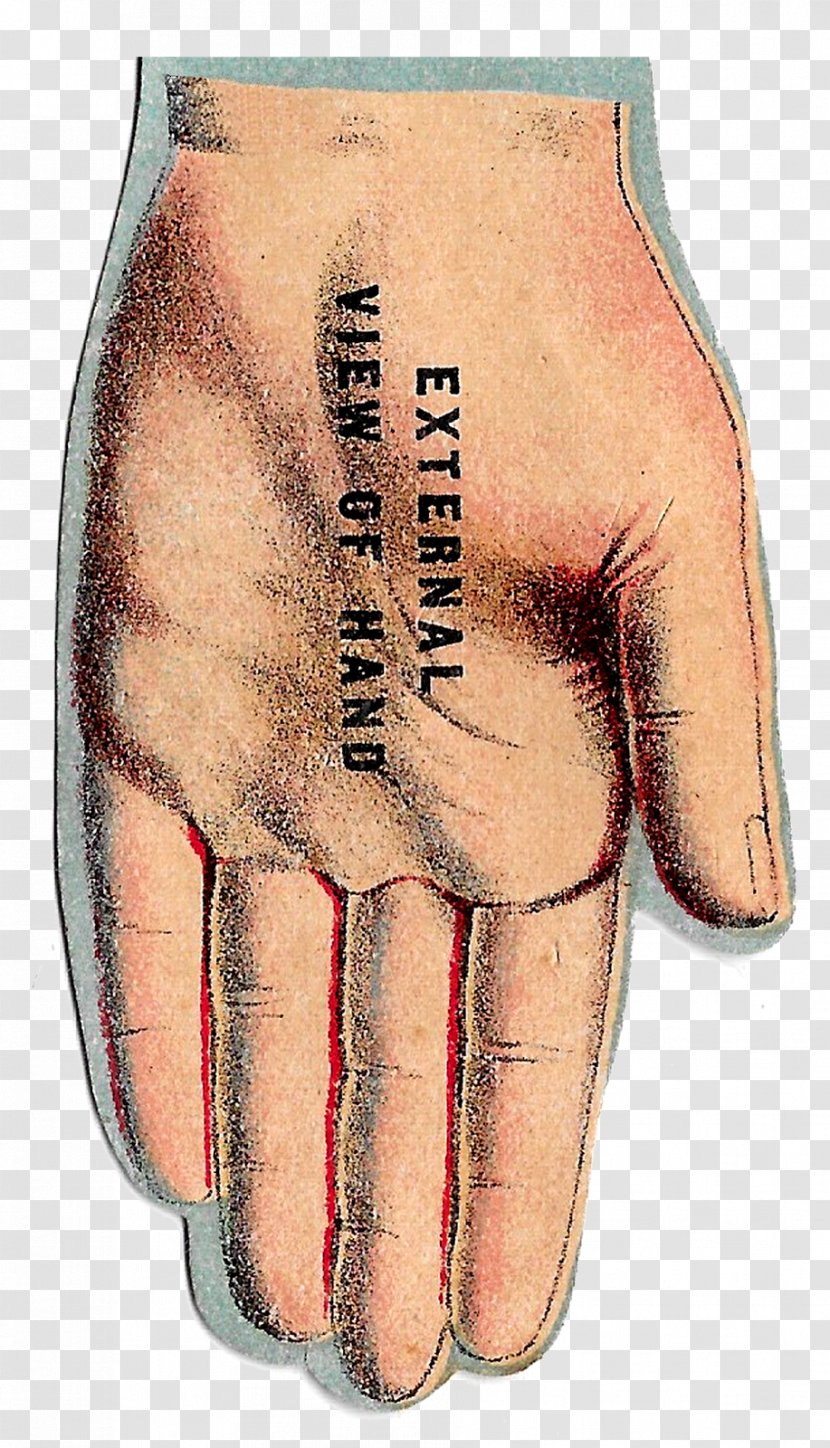 Finger Joint Arm Human Anatomy - Flower Transparent PNG
