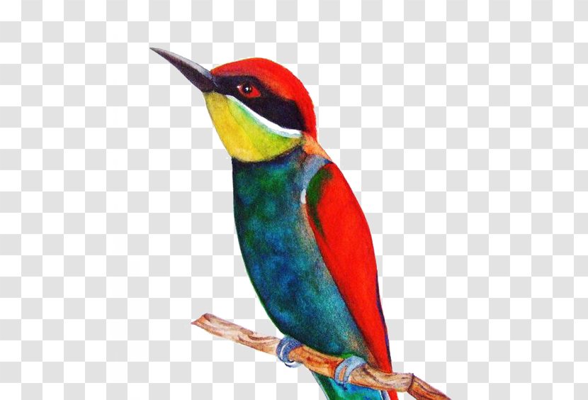 Bird Watercolor Painting Drawing - Red Sparrow Transparent PNG
