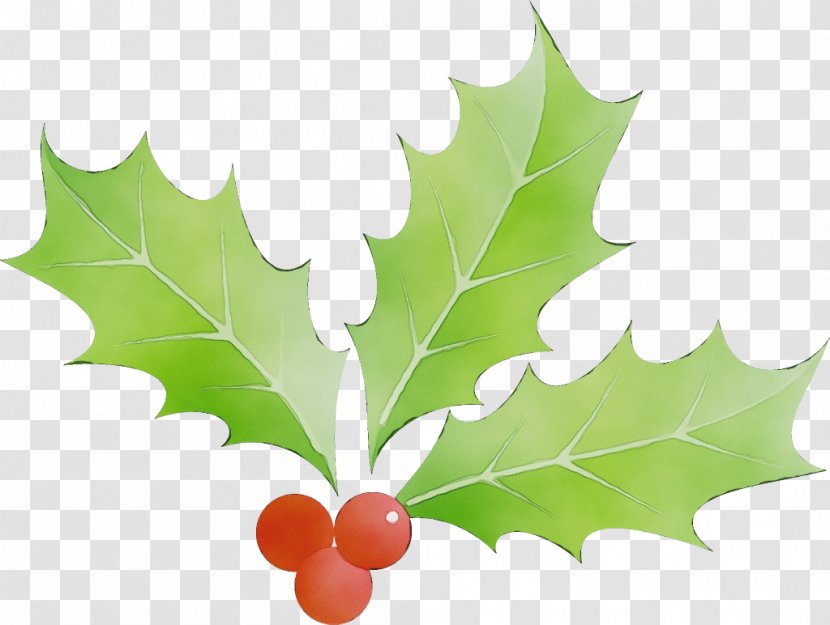 Maple Leaf - Plant - Flower Transparent PNG