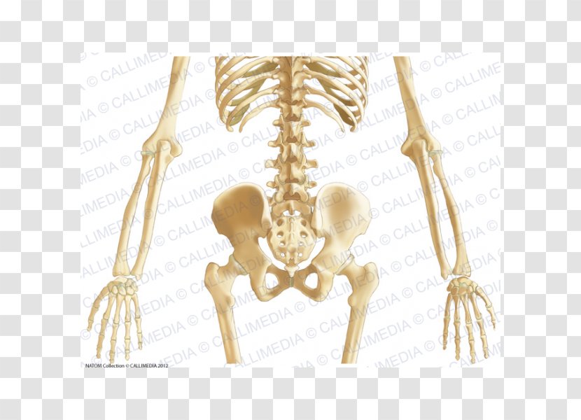 Pelvis Bone Abdomen Anatomy Ligament - Tree Transparent PNG