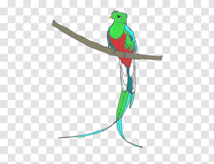 Resplendent Quetzal Clip Art - Organism - Bird Transparent PNG