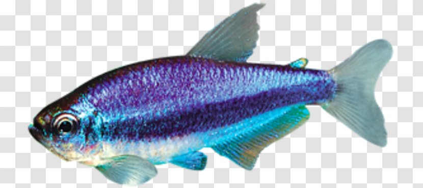 Sardine Marine Biology Milkfish Oily Fish Mammal - Tetra Transparent PNG