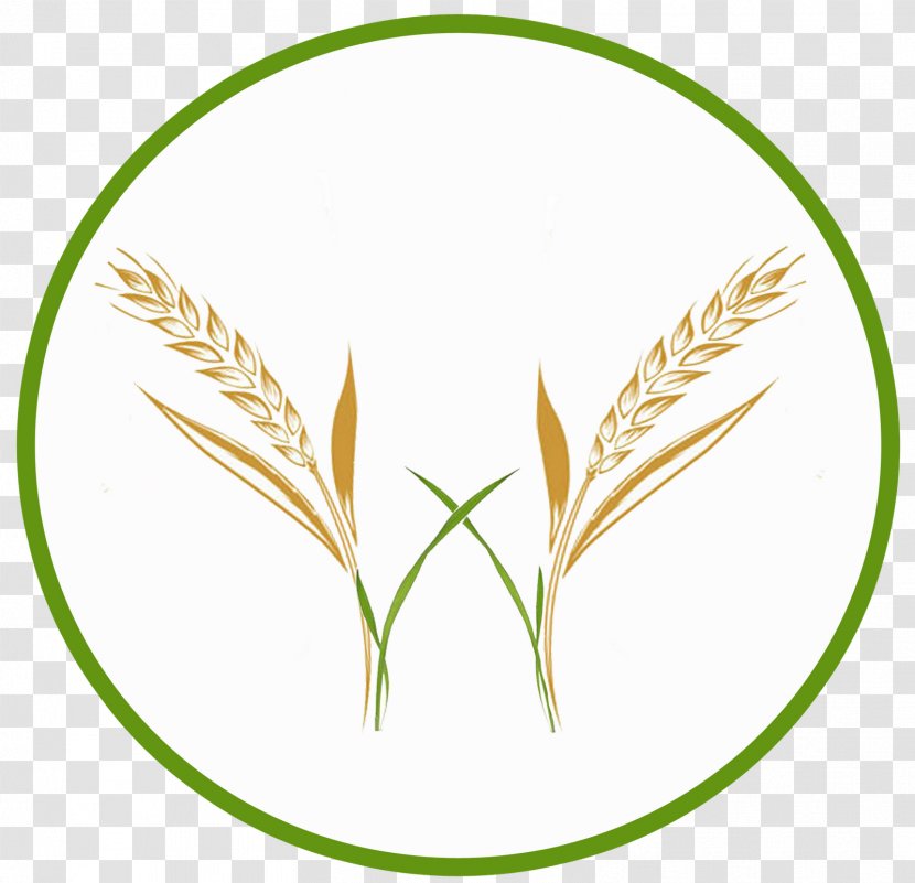 Grasses Lookbook Cereal Leaf Plant Stem - Food Grain Transparent PNG