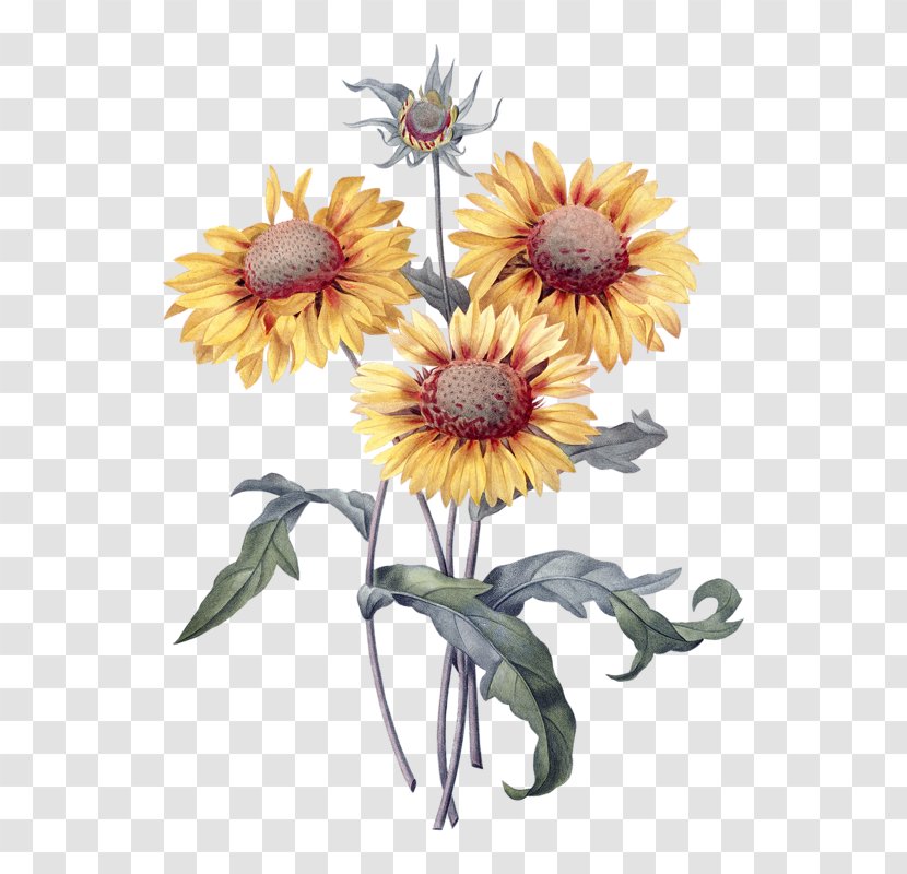 Botanical Illustration Botany Common Sunflower Prints - Blanket Flowers - Flower Transparent PNG