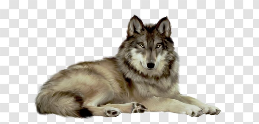 Gray Wolf Clip Art - Tamaskan Dog - Carnivoran Transparent PNG