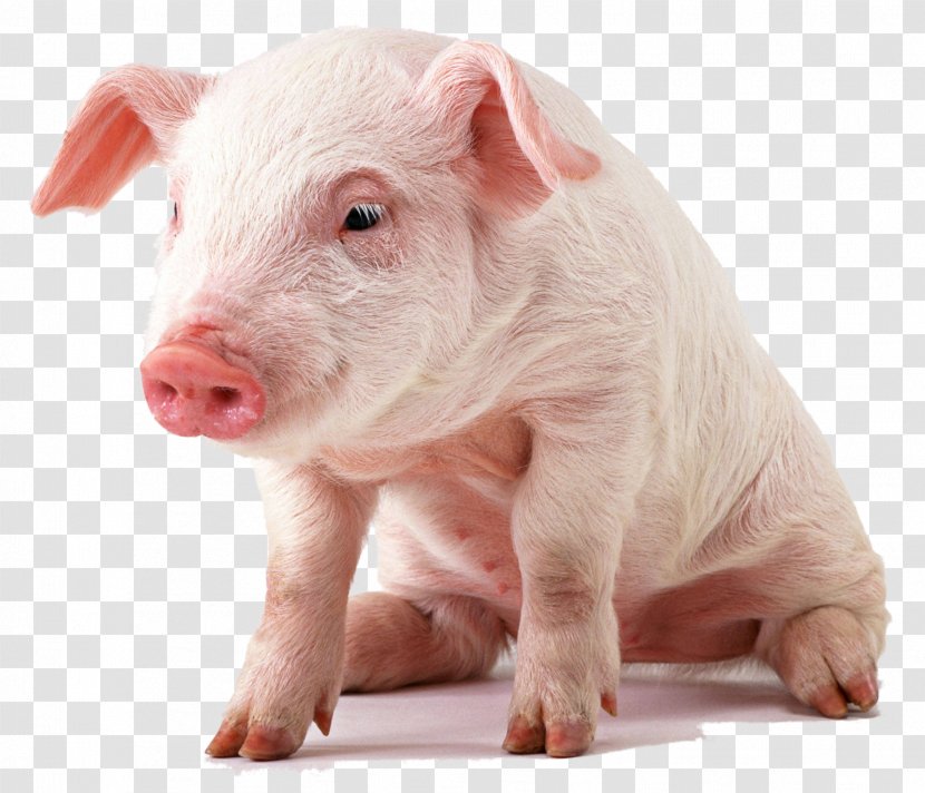 Vietnamese Pot-bellied Miniature Pig Display Resolution Paper Wallpaper Transparent PNG