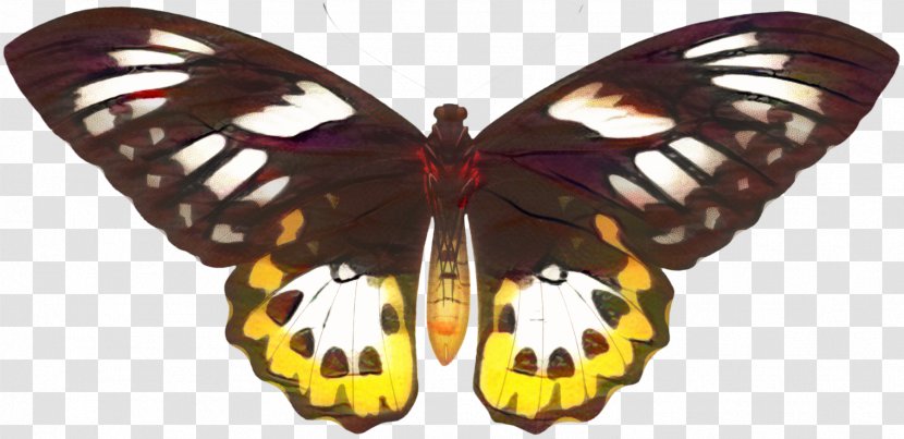 Larva Cartoon - Pollinator - Emperor Moths Melanargia Galathea Transparent PNG