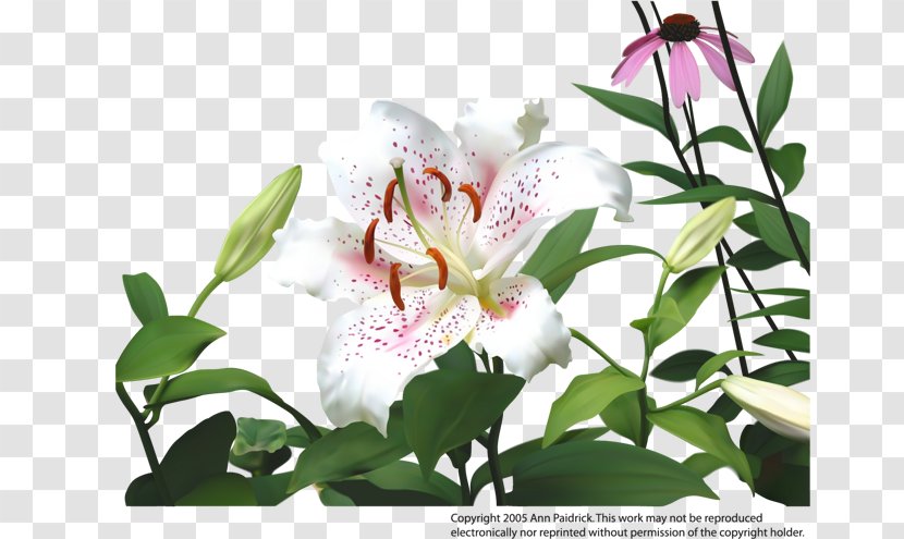 Lilium Flower Drawing Clip Art - Flowering Plant - Bloom Lily Transparent PNG