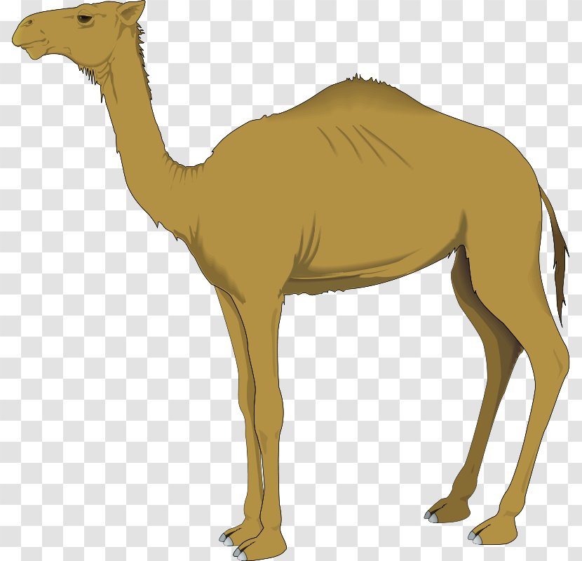 Camel Camelid Arabian Terrestrial Animal Wildlife - Fawn - Livestock Transparent PNG