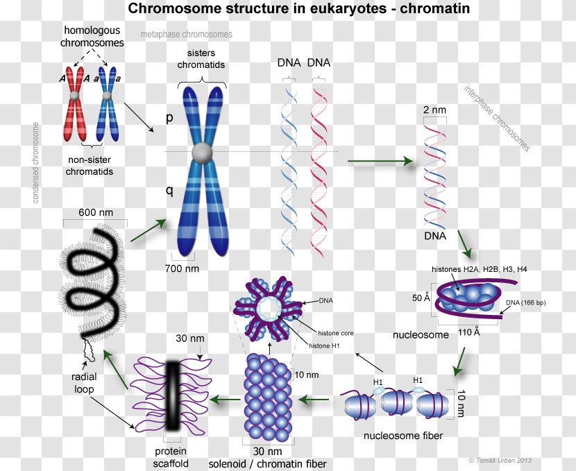 Eukaryotic Chromosome Structure Chromatin Chromatid DNA Condensation - Heterochromatin - Interphase Transparent PNG