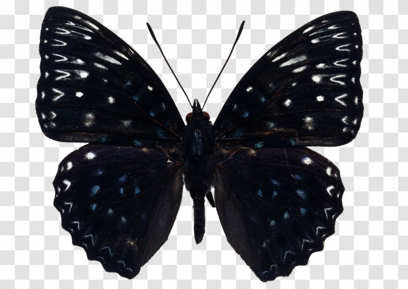 Caterpillar Cartoon - Pollinator - Blackandwhite Symmetry Transparent PNG