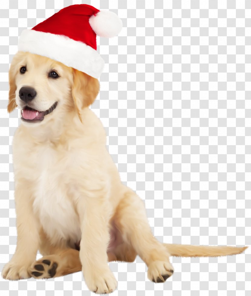 Border Collie Golden Retriever Santa Claus Puppy Clip Art - Dogs Transparent PNG