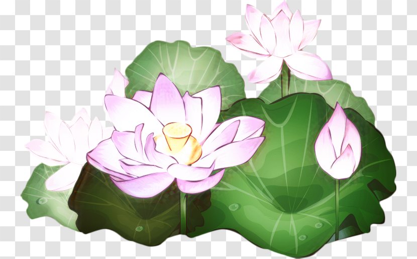 Lily Flower Cartoon - Leaf - Wildflower Animation Transparent PNG