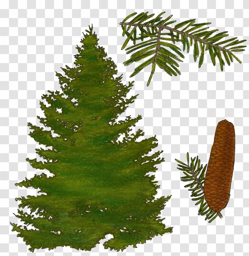 Balsam Fir Pine Black Spruce Quaking Aspen Larch - Christmas Ornament - Poisson Grillades Transparent PNG