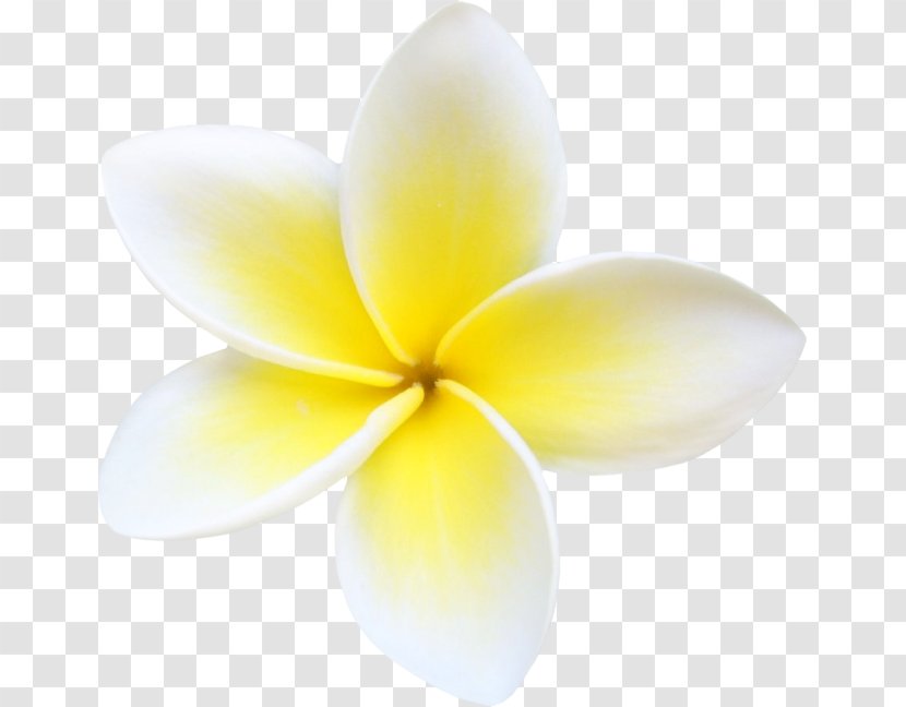Flower Petal Close-up Plant - Hawaiian Transparent PNG