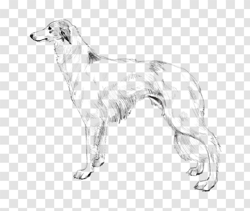 Borzoi Silken Windhound Saluki Whippet American Staghound - Drawing Transparent PNG
