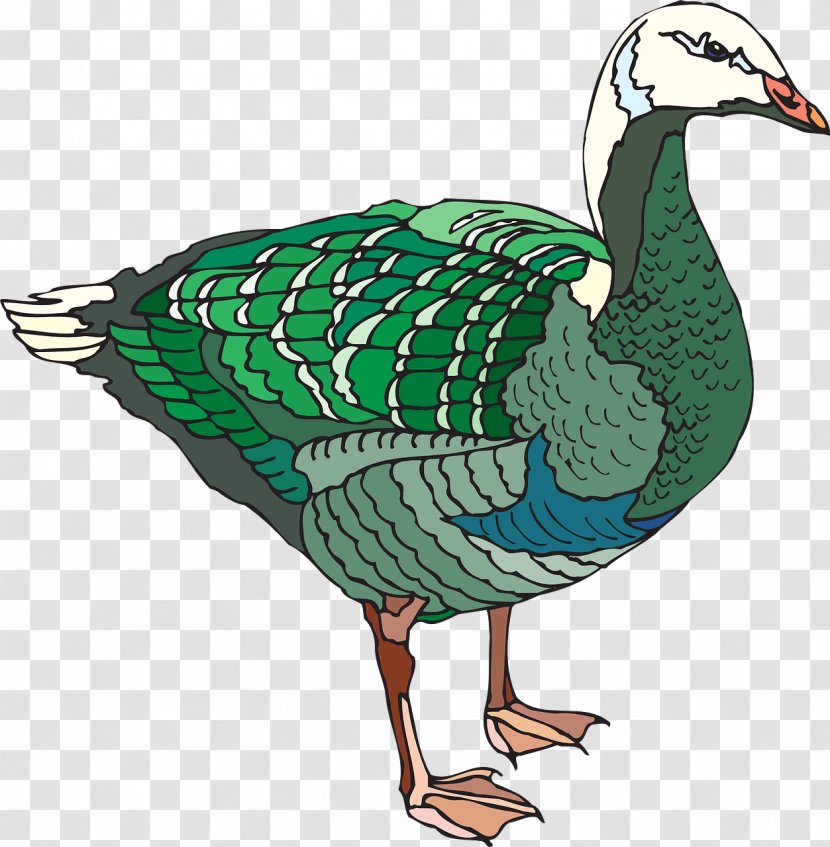 Duck Goose Bird Illustration - Poultry - Colored Transparent PNG