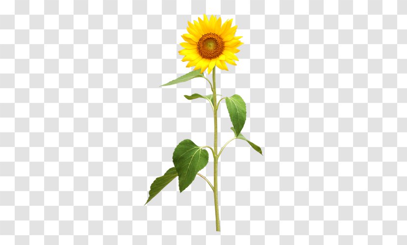 Common Sunflower Photography Royalty-free Illustration - Plant Stem Transparent PNG