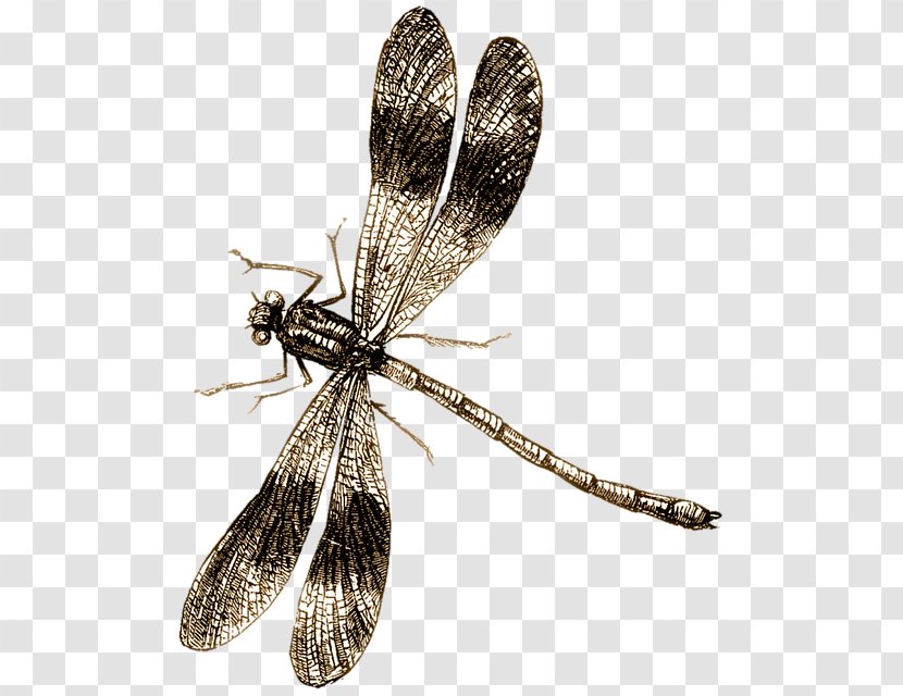 Dragonfly Drawing Clip Art - Pollinator Transparent PNG