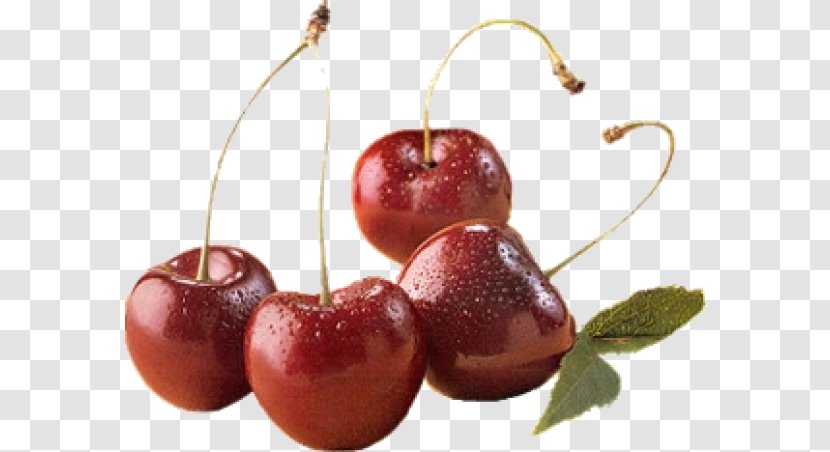Cherry Cerasus Fruit Clip Art - Tutti Frutti Transparent PNG