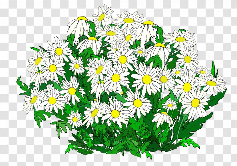 Common Daisy Oxeye Marguerite Chrysanthemum Roman Chamomile Transparent PNG