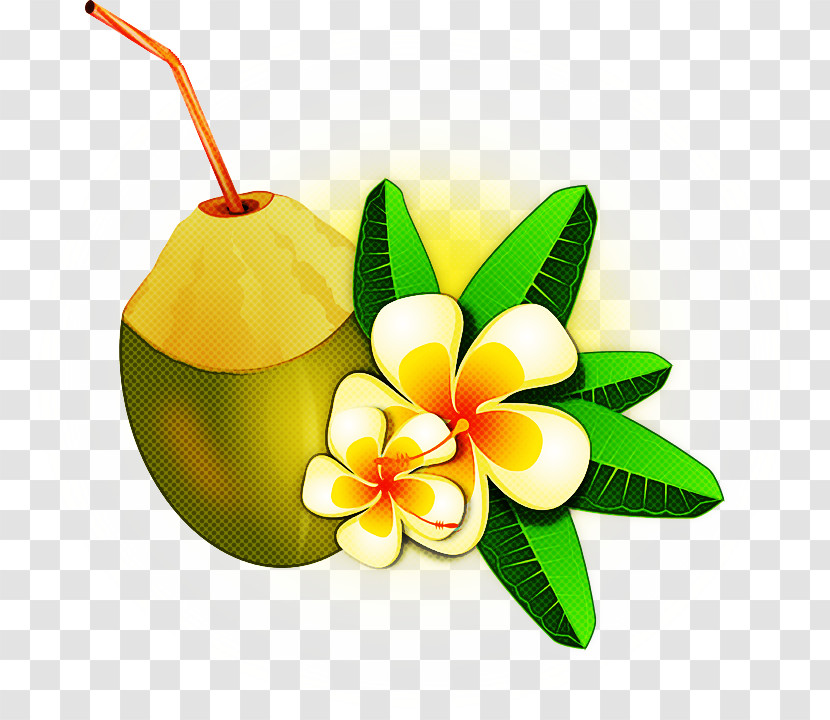 Coconut Transparent PNG