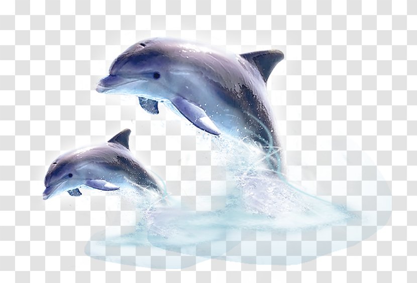 Common Bottlenose Dolphin Tucuxi Short-beaked River - Mammal Transparent PNG