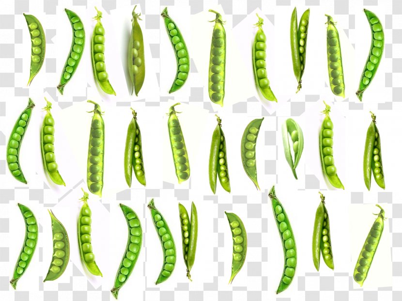 Leaf Plant Stem Organism - Grass - Peas Transparent PNG