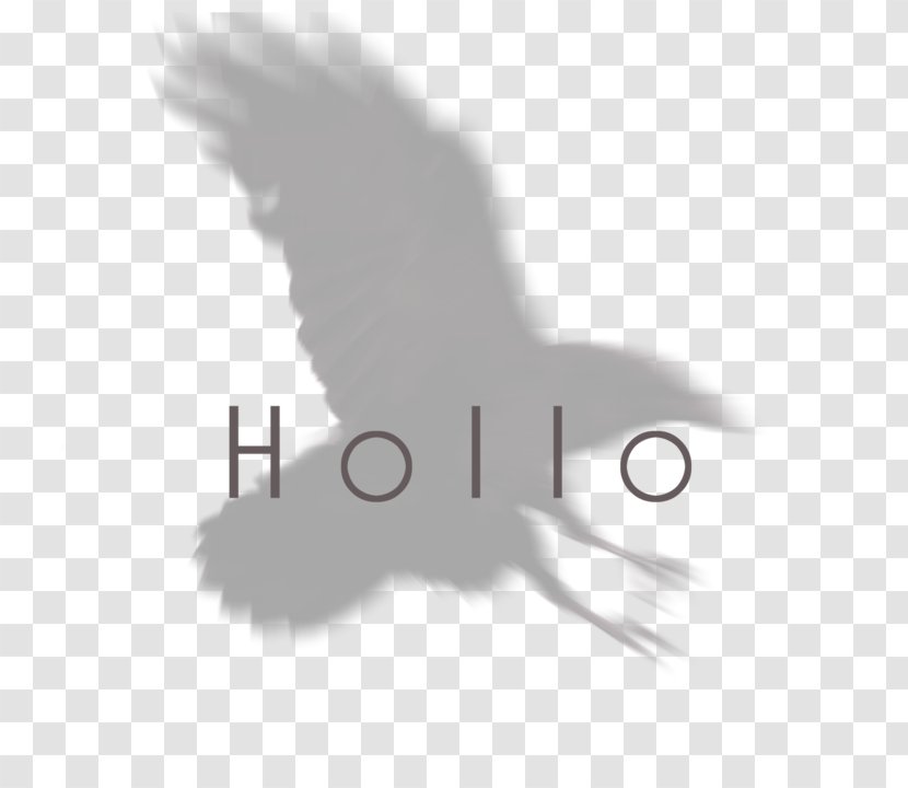 Logo Feather Font Brand Desktop Wallpaper Bird Transparent Png