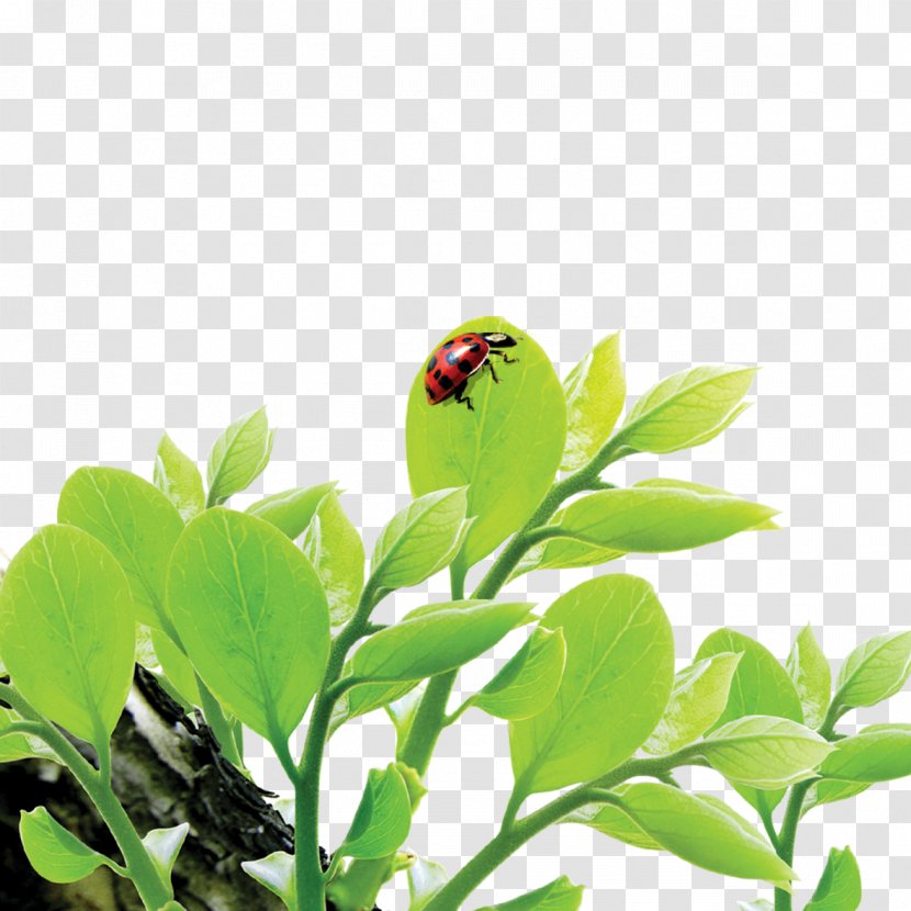 Leaf Ladybird - Material - Ladybug On A Transparent PNG