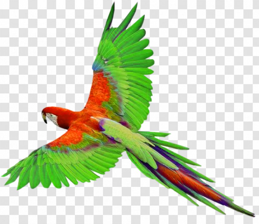 Parrots Of New Guinea Bird Clip Art - Parrot In Flight Clipart Transparent PNG