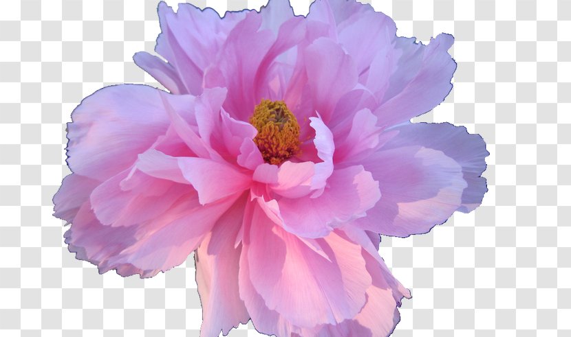 Pink Flowers Rose Floral Design - Color - Vapor Wave Transparent PNG
