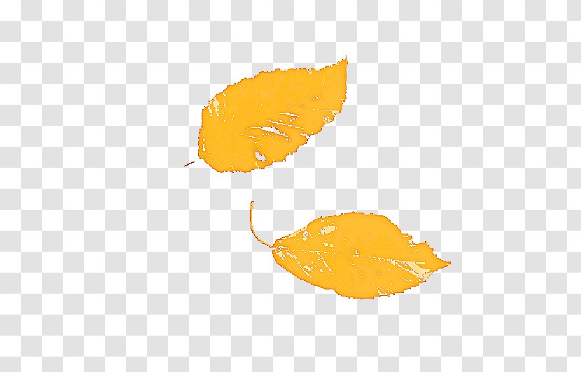 Orange - Plant - Leaf Transparent PNG