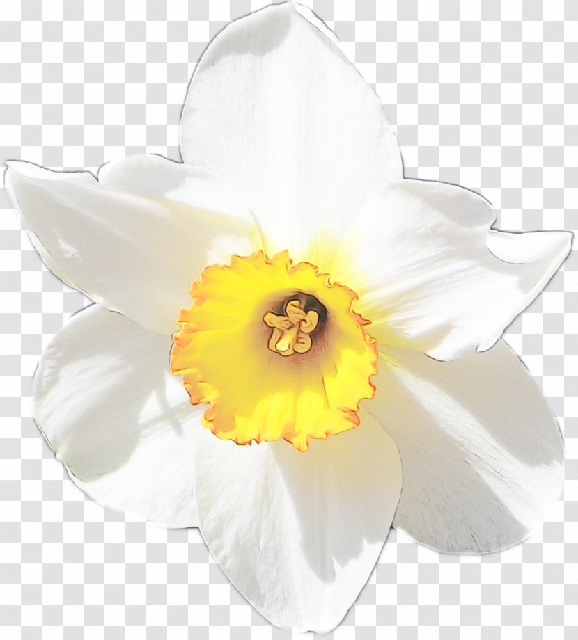 Flowers Background - Yellow - Wildflower Cattleya Transparent PNG