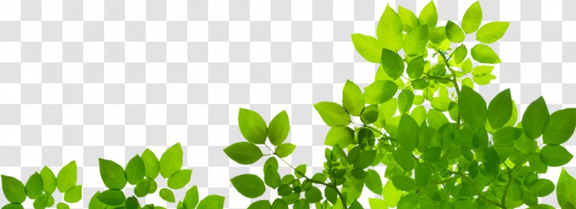 Oil Leaf Vegetable Pasta Salad Vinaigrette - Herb - Herbal Transparent PNG
