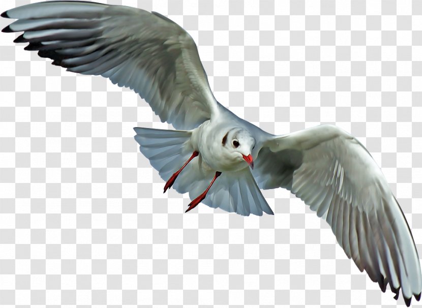 Gulls Seabird Pelican - Bird Transparent PNG