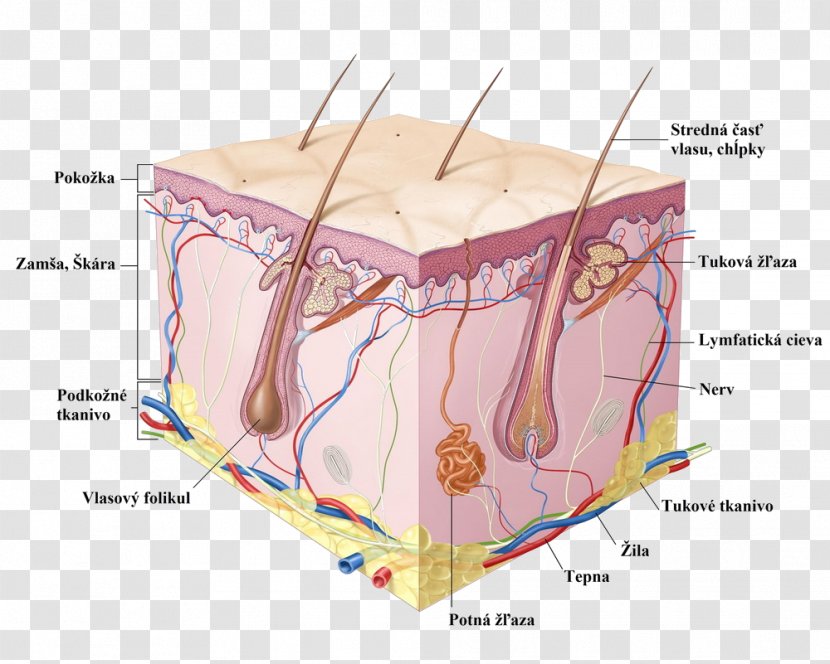 Human Skin Cell Epidermis Anatomy - Watercolor - Parts Of The Body Transparent PNG