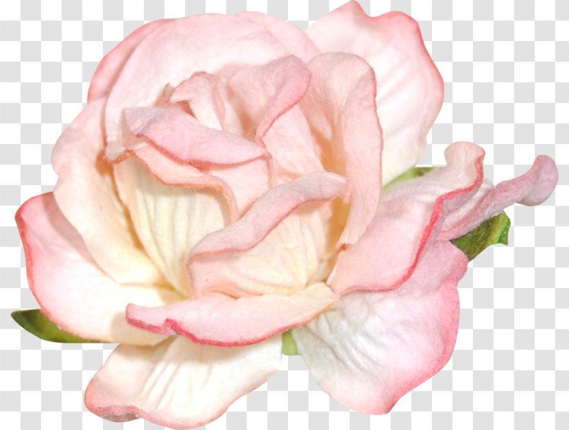 Garden Roses Blog Floral Design Clip Art - Pink Transparent PNG