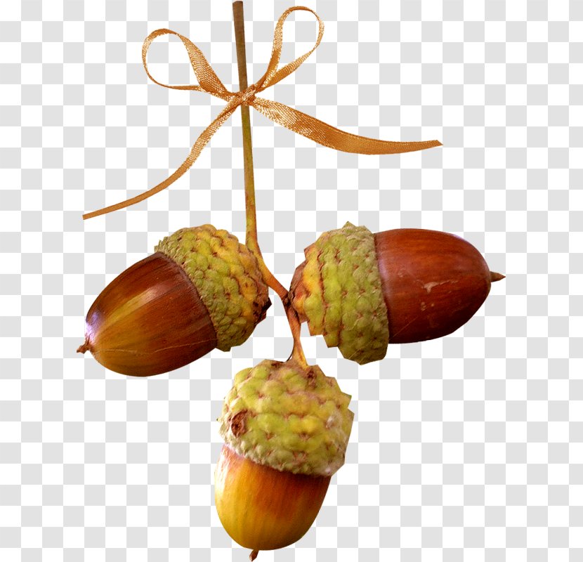Acorn Oak Chestnut Autumn - Natural Foods Transparent PNG