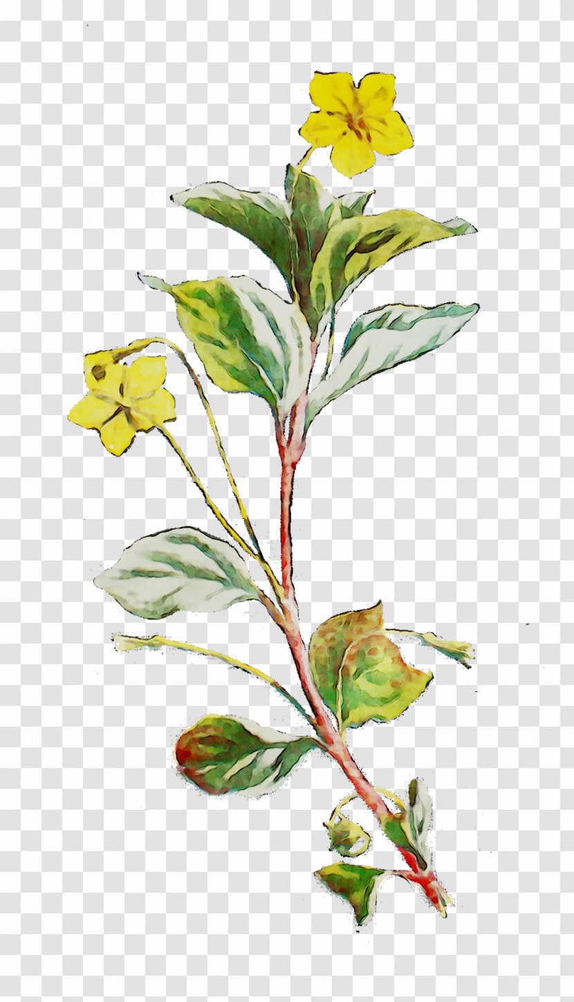 Flowering Plant Stem Leaf Herb Transparent PNG