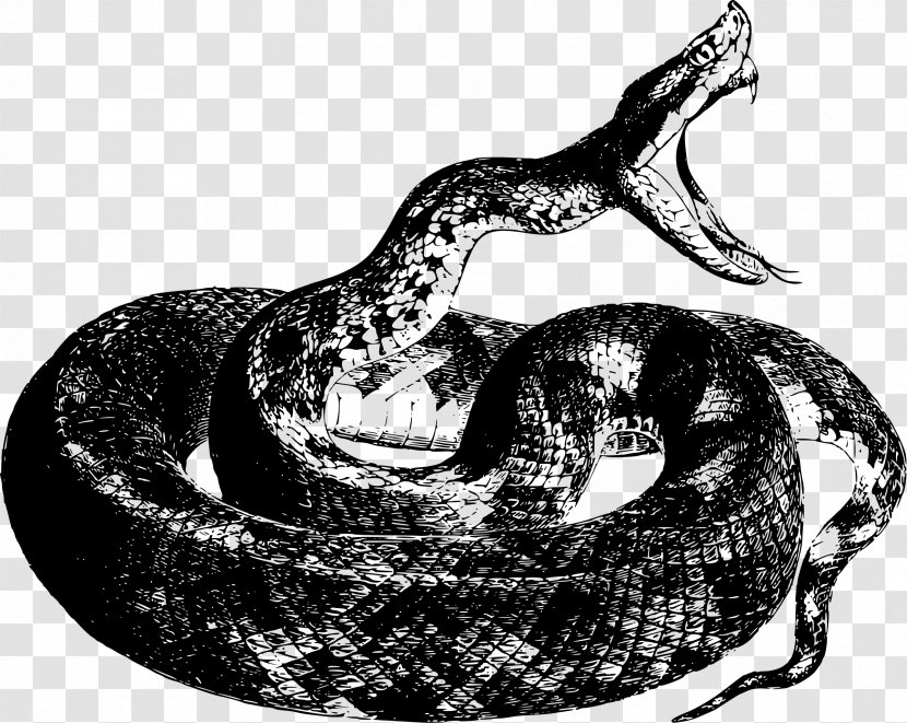 Snake Reptile Drawing Boa Constrictor Clip Art - Cobra - Anaconda Transparent PNG