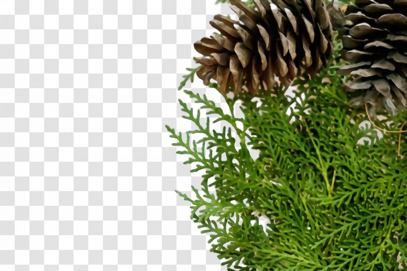 Sugar Pine Yellow Fir Oregon Lodgepole Sitka Spruce - Plant - Grass Jack Transparent PNG