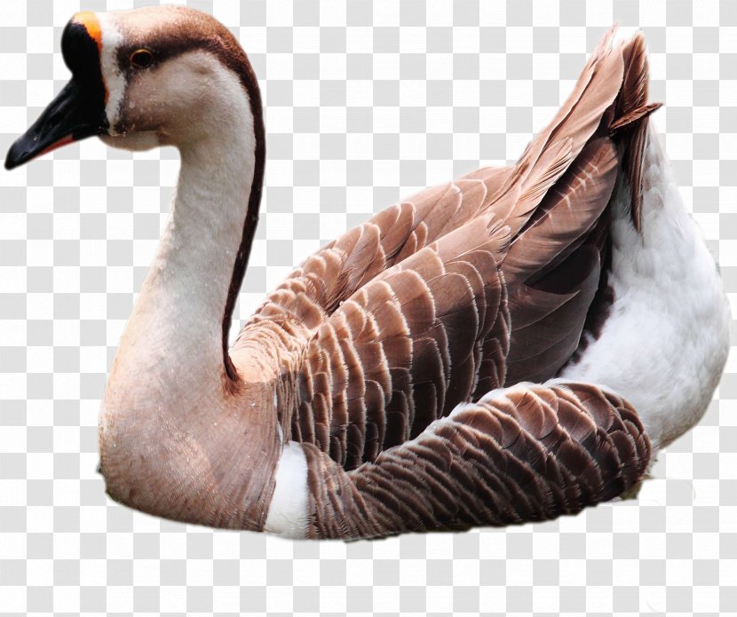 Domestic Goose Duck Cygnini Bird - Neck - Geese In Water Transparent PNG